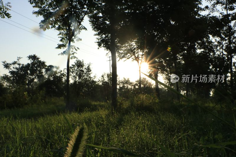 IMG_0148    早晨的阳光透过野草生长的树林