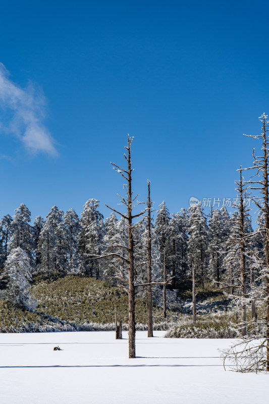 四川眉山瓦屋山景区云海冬日雪景下的枯树