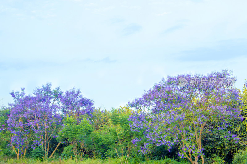 蓝花楹花朵春天植物风景自然户外