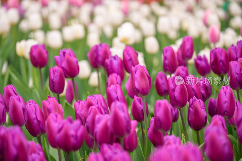 郁金香花海