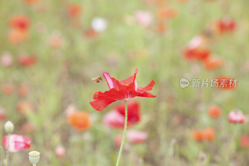 虞美人秋英花 花海 蜜蜂