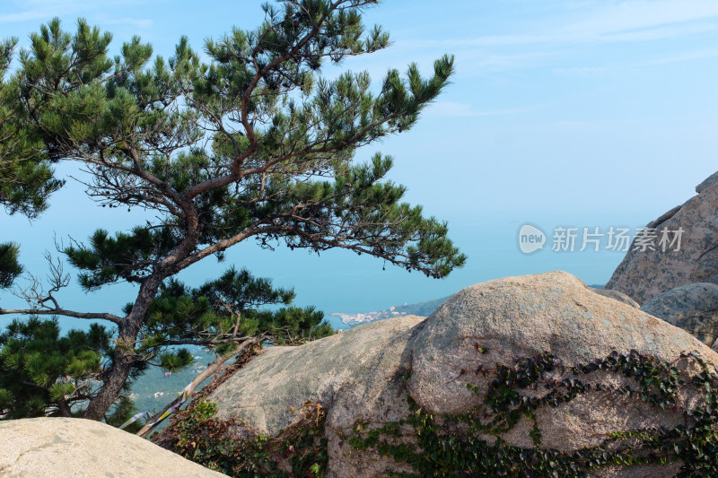 山东青岛崂山山顶松树与远眺海景