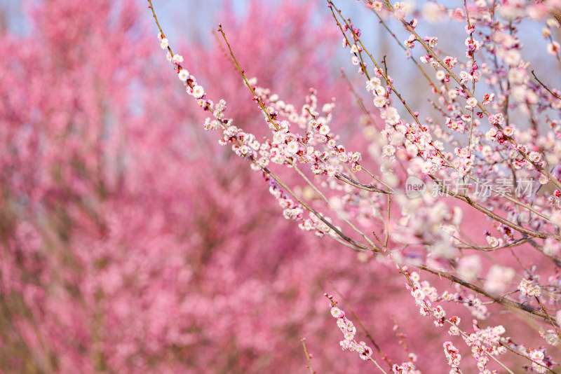 花开海上梅花节