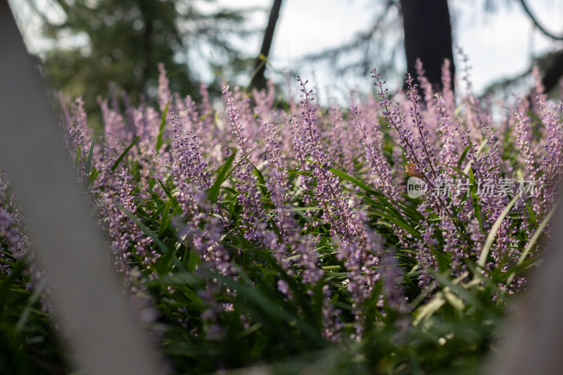 杭州花港观鱼公园里的紫色花卉麦冬景观