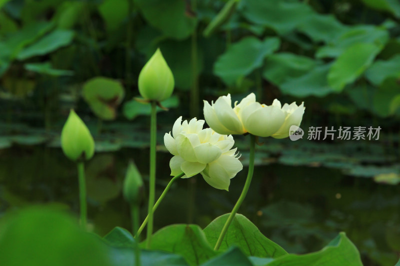 夏日雨后白色荷花