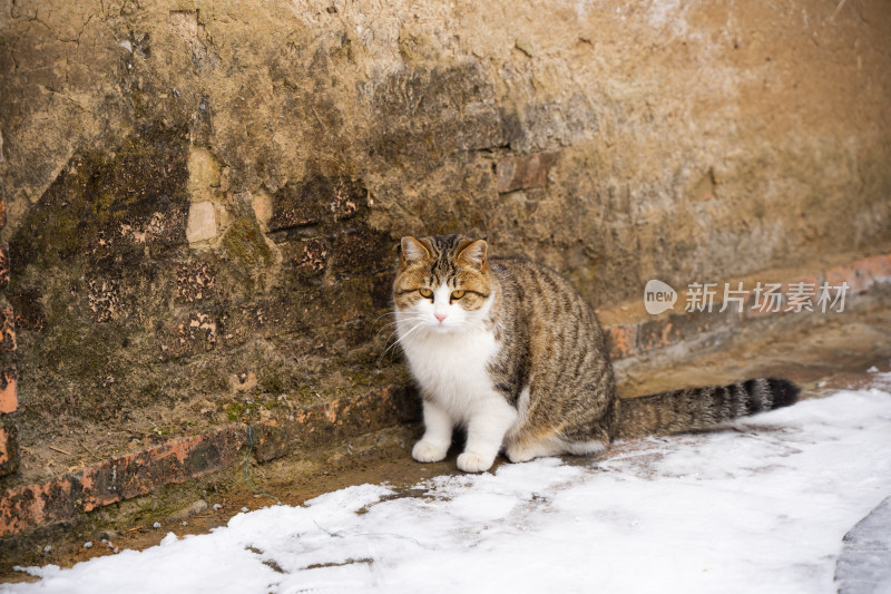 猫在墙角休息冬季雪地