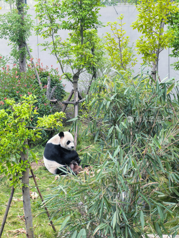 成都大熊猫繁育研究基地的大熊猫