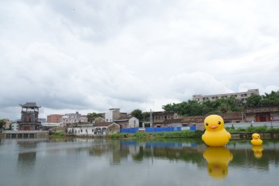 广东东莞：大黄鸭现身乡村池塘