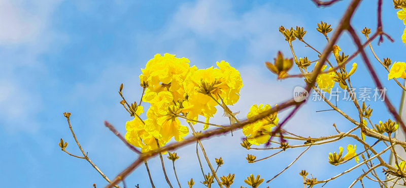 黄花风铃木