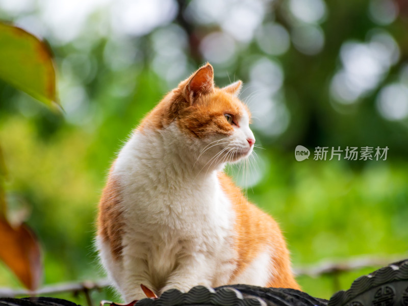 园林屋顶橘猫