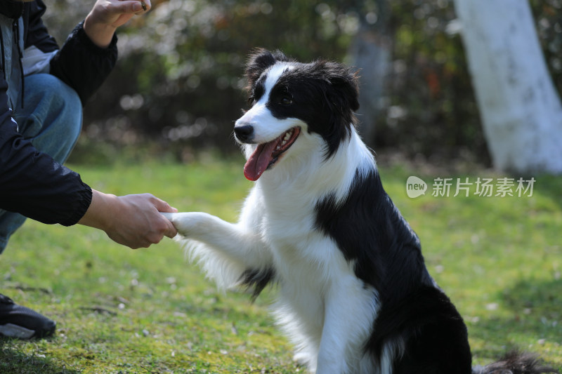 和边境牧羊犬握手的画面