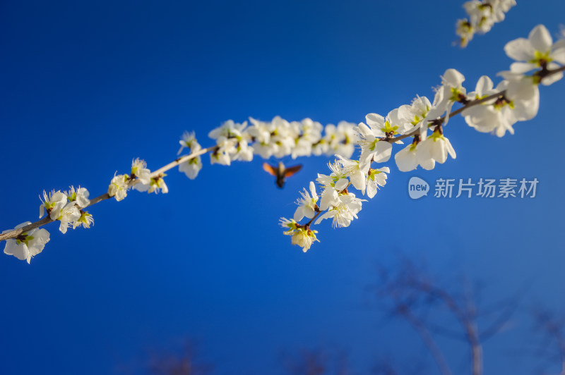 春天盛开樱花上忙碌的小蜜蜂