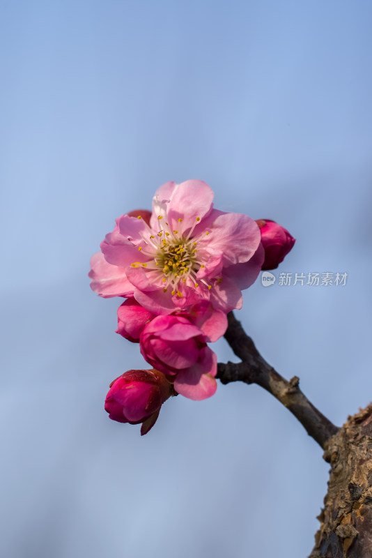 春暖花开粉红色梅花开放自然风景特写