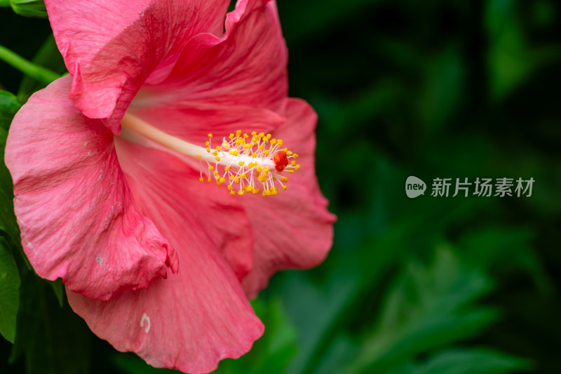 上海辰山植物园朱槿微距特写