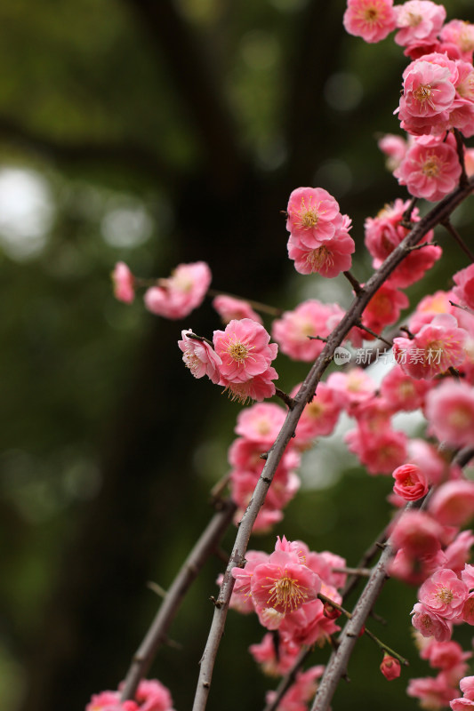 春天梅花盛开