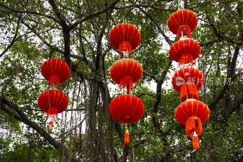 树上挂着的红色灯笼喜庆氛围浓厚