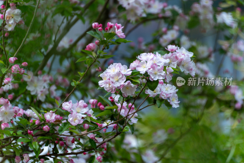 海棠花盛开的繁茂花枝特写