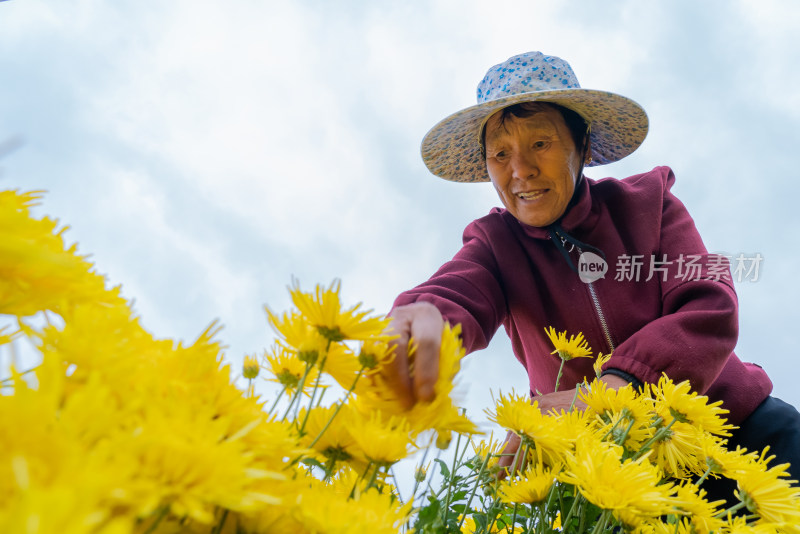 菊花金丝皇菊农业种植丰收采摘加工