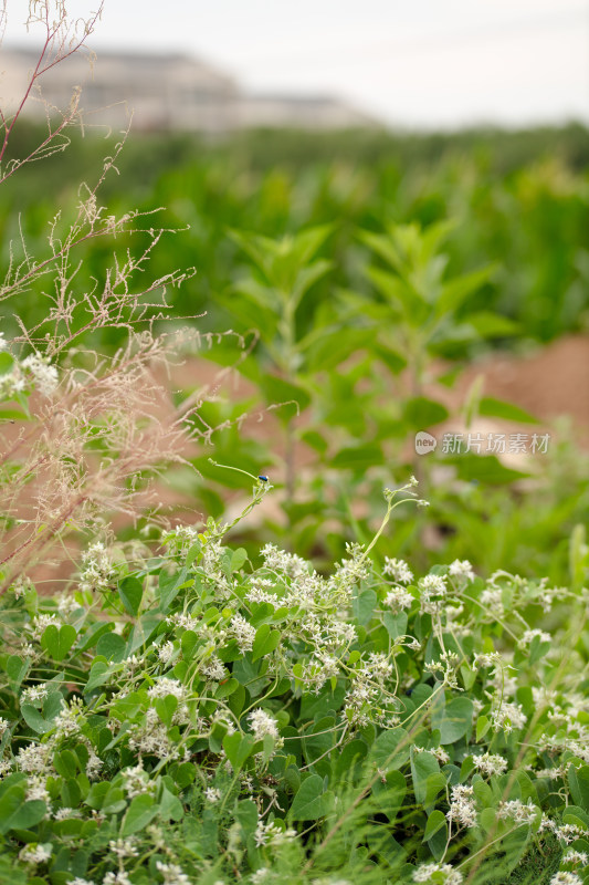 野生的鹅绒藤植物