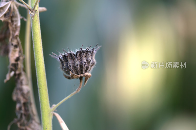 秋天野生苘麻成熟的种子