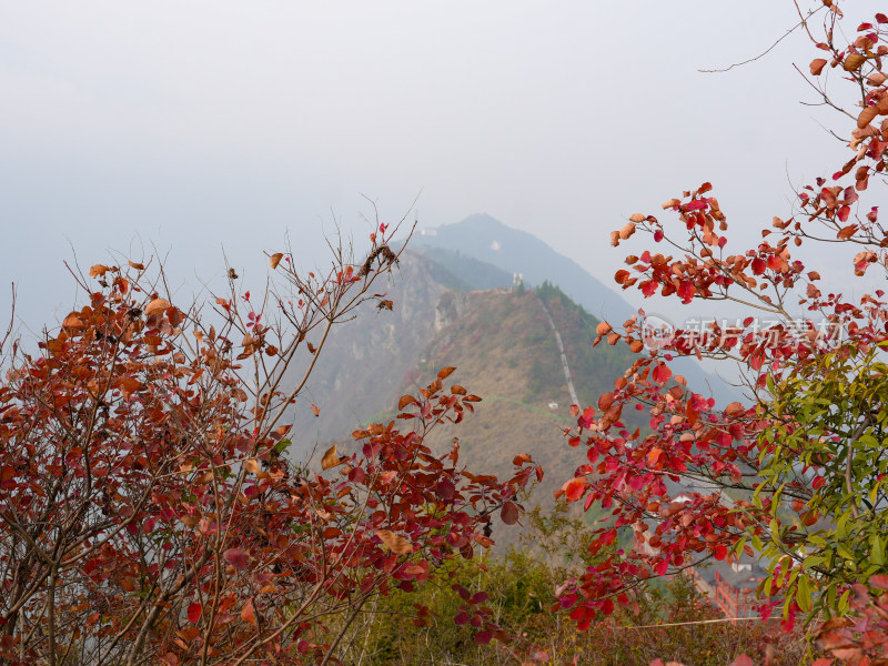 长江三峡巫峡红叶