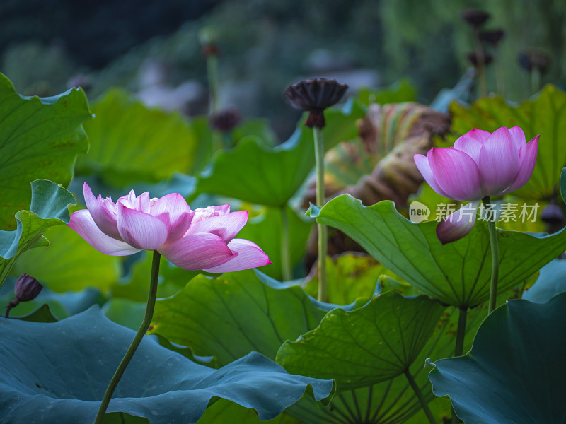 池塘里的荷花