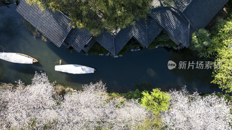 杭州西湖古风建筑与樱花树下的小船