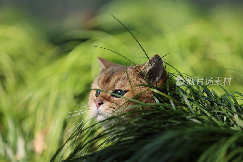 公园里的宠物猫金渐层