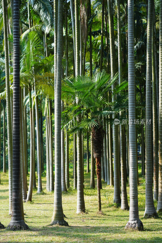 柳州龙潭公园，棕榈树林