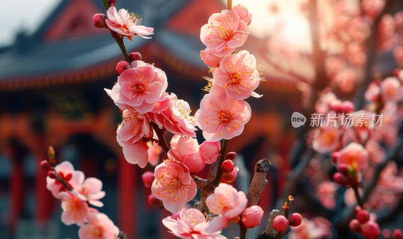 宫廷梅花盛开初春花朵清新淡雅背景