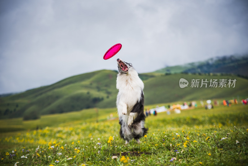 草原上的边境牧羊犬与飞盘