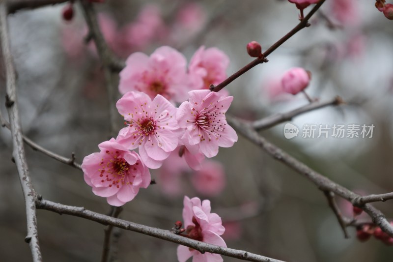 盛开的粉色梅花特写