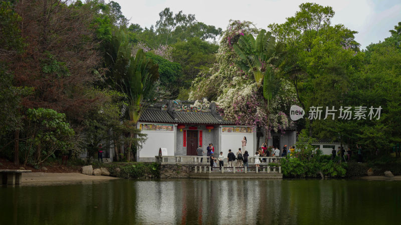 深圳园博园网红簕杜鹃景点