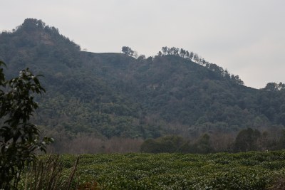 山林间的茶园风光