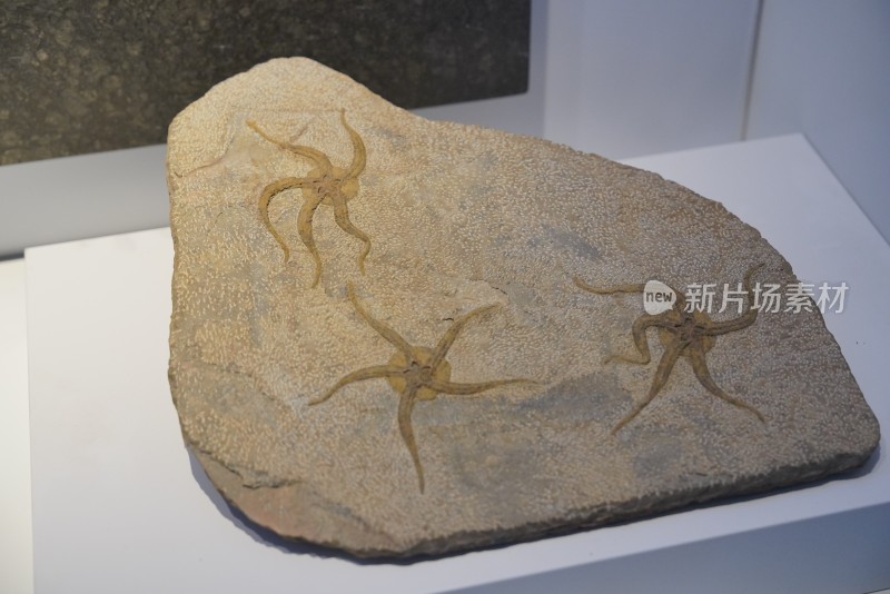 侏罗纪阳燧足化石标本