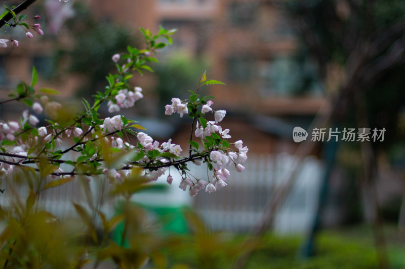 雨中的粉色海棠花素材