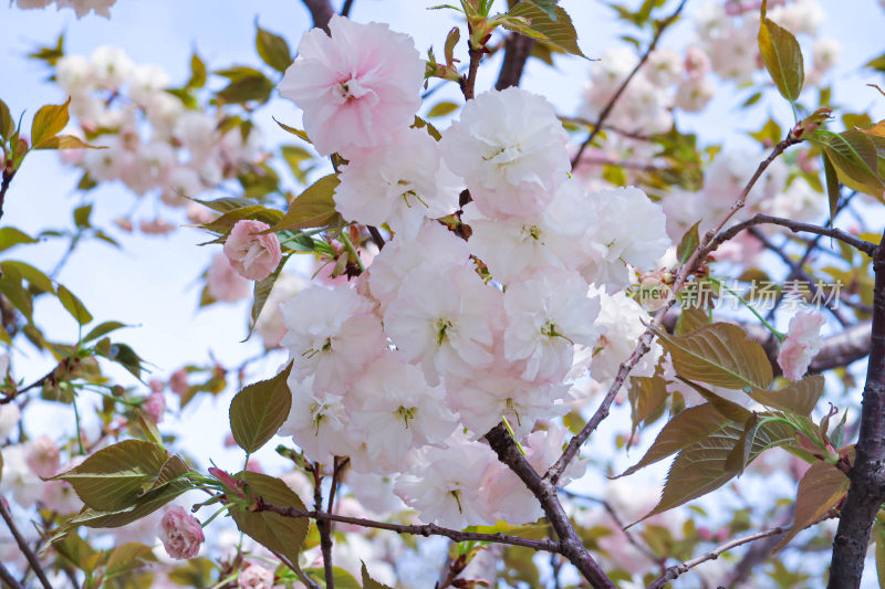 白色樱花