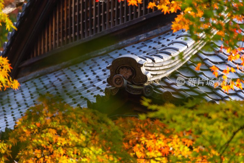 秋叶环绕的古建筑屋顶景致