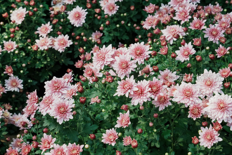 北京国家植物园菊花展