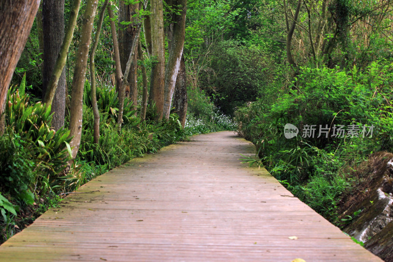 成都温江绿道风景