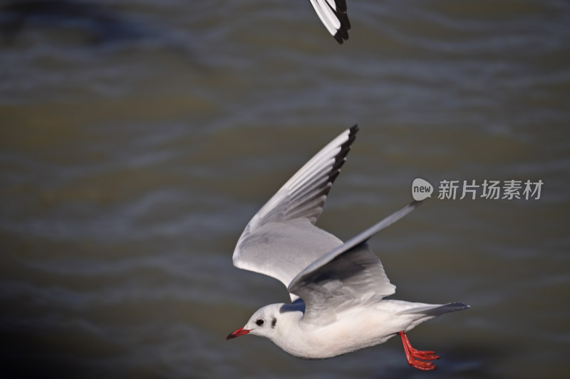 红嘴海鸥