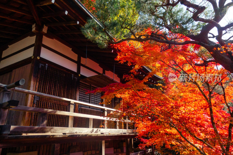 庭院 枫叶 日式 京都 秋天