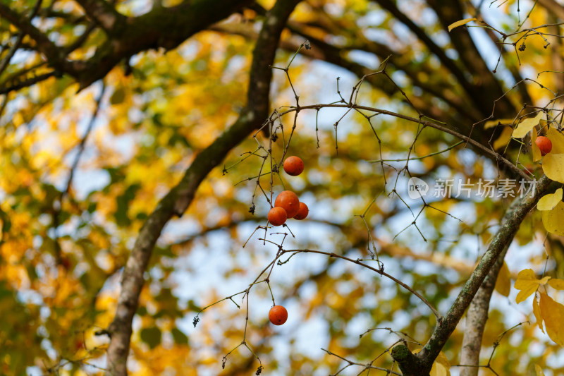 挂在枝头上的野柿子