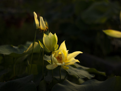 接天莲叶无穷碧（荷花，莲花）