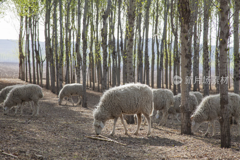 农村牧羊