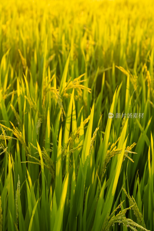 阳光下的稻田稻穗