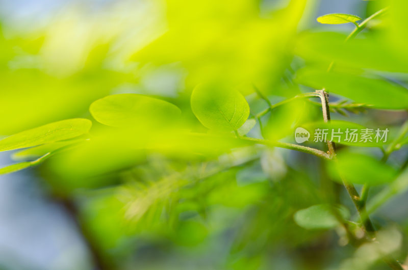 特写绿色植物叶片