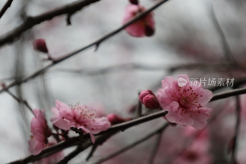 绽放的粉色梅花特写