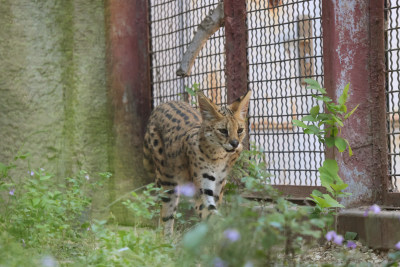 围栏边的薮猫特写