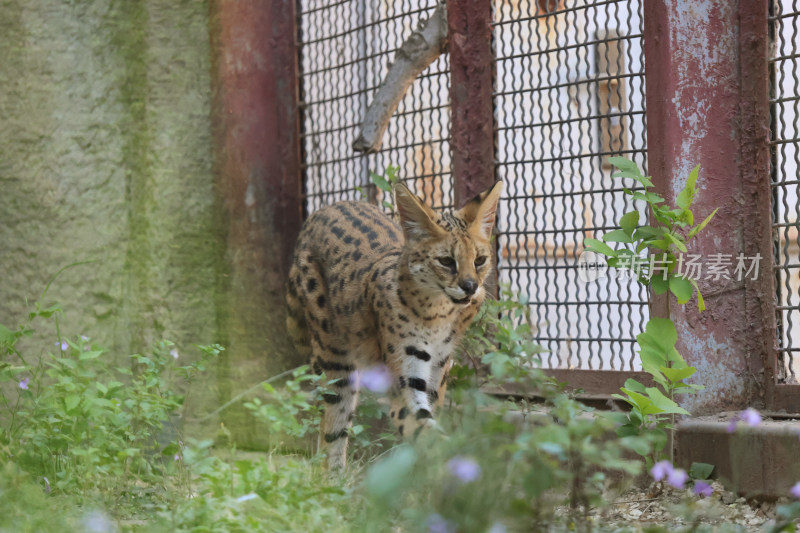 围栏边的薮猫特写